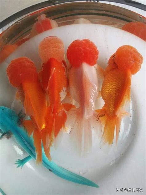 養金魚的數量|養魚入門：挑選金魚及飼養方法 – 寵物百科